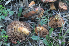 Chroogomphus mediterraneus