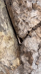 Marisora brachypoda
