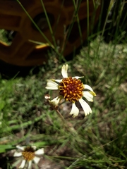 Helenium radiatum