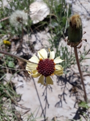 Helenium radiatum
