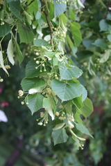 Tilia × europaea
