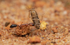 Harpegnathos saltator