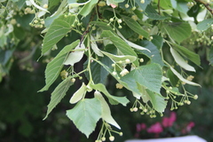 Tilia × europaea