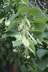 Tilia × europaea