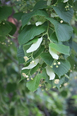 Tilia × europaea