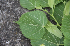 Tilia × europaea
