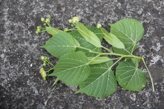 Tilia × europaea
