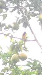 Icterus graceannae