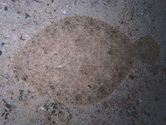 Scophthalmus rhombus