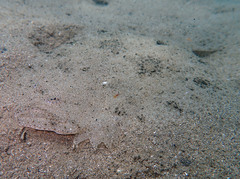 Scophthalmus rhombus