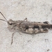 Southwestern Dusky Grasshopper - Photo (c) James Bailey, some rights reserved (CC BY-NC), uploaded by James Bailey