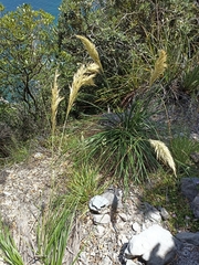 Chionochloa bromoides