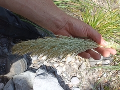 Chionochloa bromoides