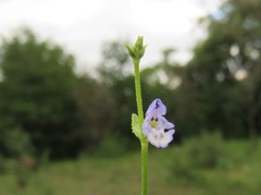 Salvia runcinata