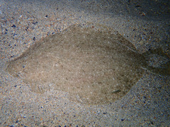 Scophthalmus rhombus