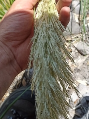 Chionochloa bromoides