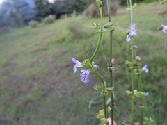 Salvia runcinata