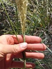Chionochloa bromoides