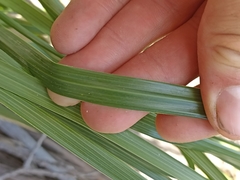 Chionochloa bromoides