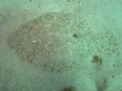 Scophthalmus rhombus