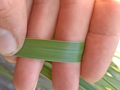 Chionochloa bromoides