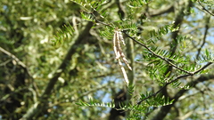 Prosopis vinalillo