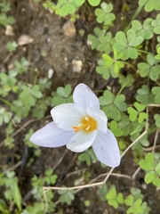 Crocus laevigatus