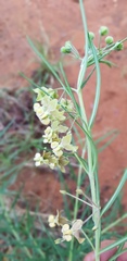 Gomphocarpus tomentosus tomentosus