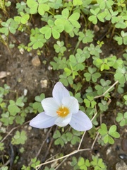 Crocus laevigatus