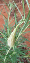 Gomphocarpus tomentosus tomentosus