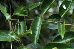 Erycibe henryi