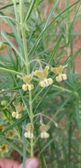 Gomphocarpus tomentosus tomentosus