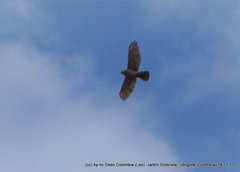 Geranoaetus polyosoma