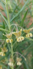 Gomphocarpus tomentosus tomentosus