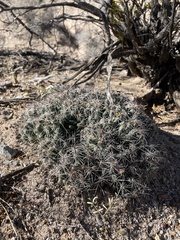 Coryphantha macromeris