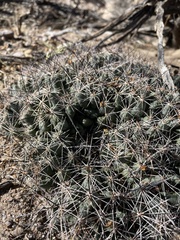 Coryphantha macromeris