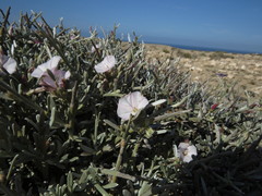 Convolvulus caput-medusae