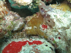 Monanchora arbuscula