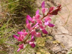 Onobrychis stenorhiza