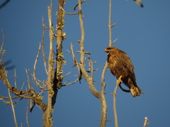Buteo buteo insularum