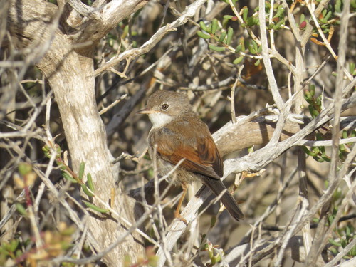 Curruca tomillera (Curruca conspicillata)