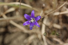 Brodiaea terrestris kernensis