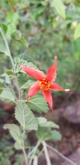 Hibiscus waterbergensis