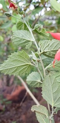 Hibiscus waterbergensis