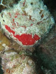 Monanchora arbuscula