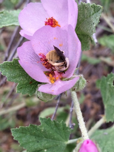 Ochraceous Chimney Bee photo 6
