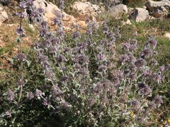 Marrubium supinum