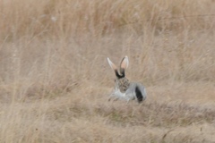 Lepus callotis