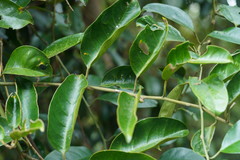 Erycibe henryi