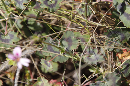 Image of Pelargonium tabulare by (c) Tony Rebelo, some rights reserved (CC BY-SA)